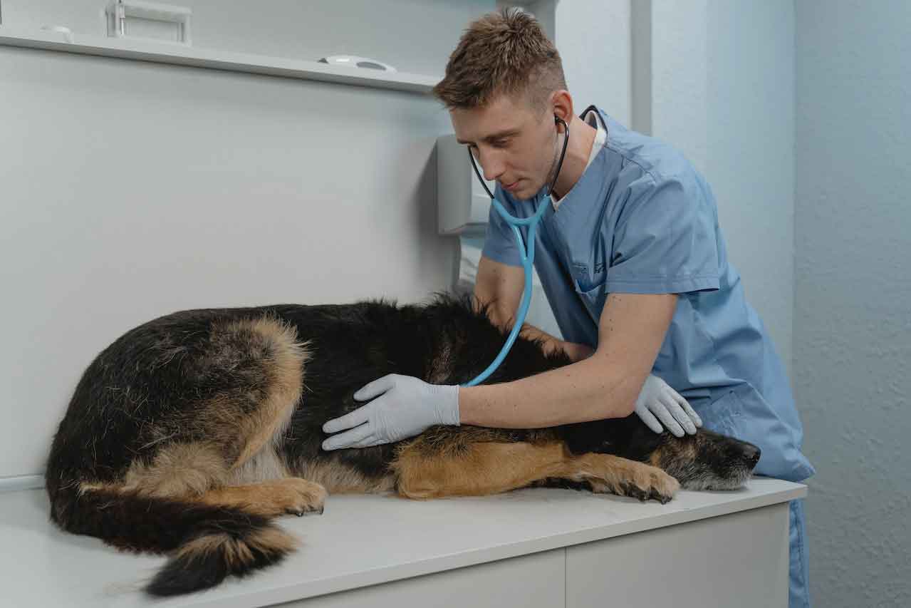 Comida-para-perros-en-Concepcion---Consulta-Veterinaria