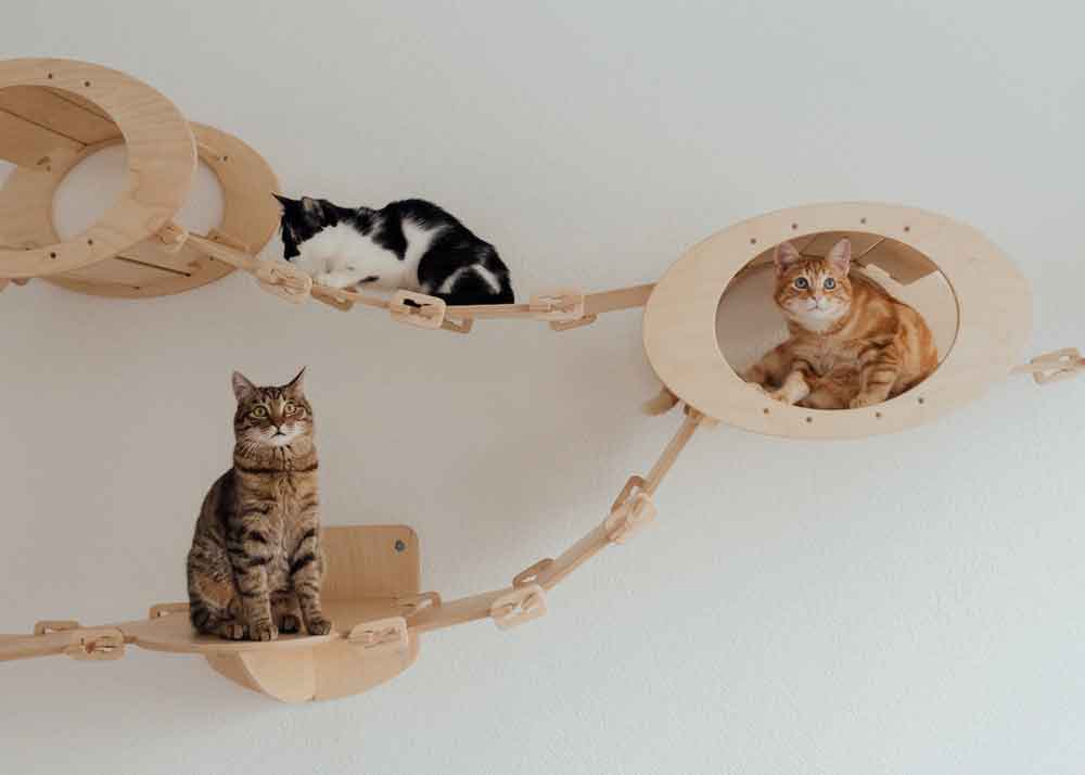 alimento-para-gatos-jugando