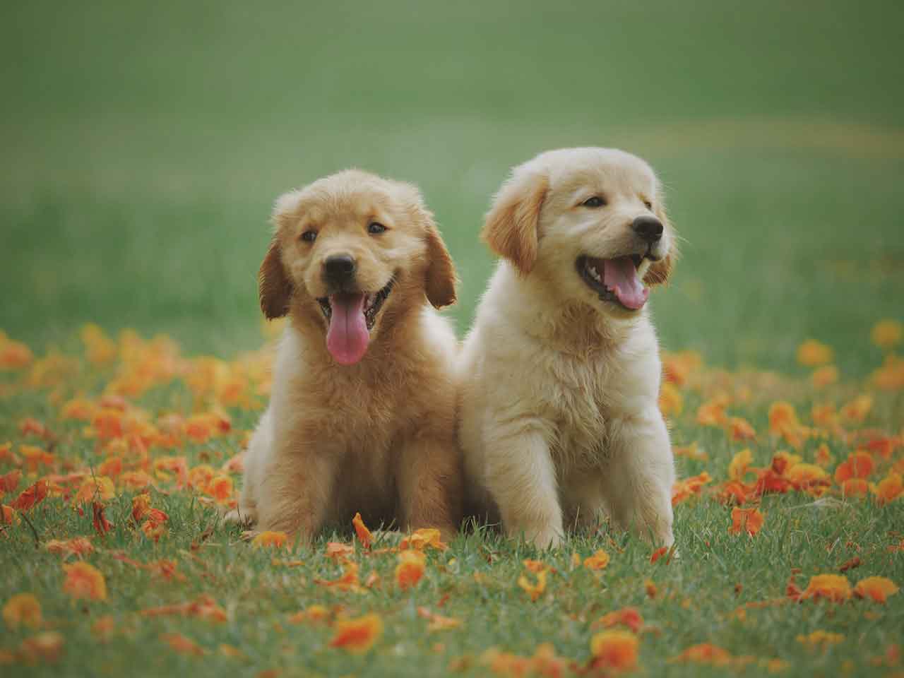 comida-para-cachorros-1