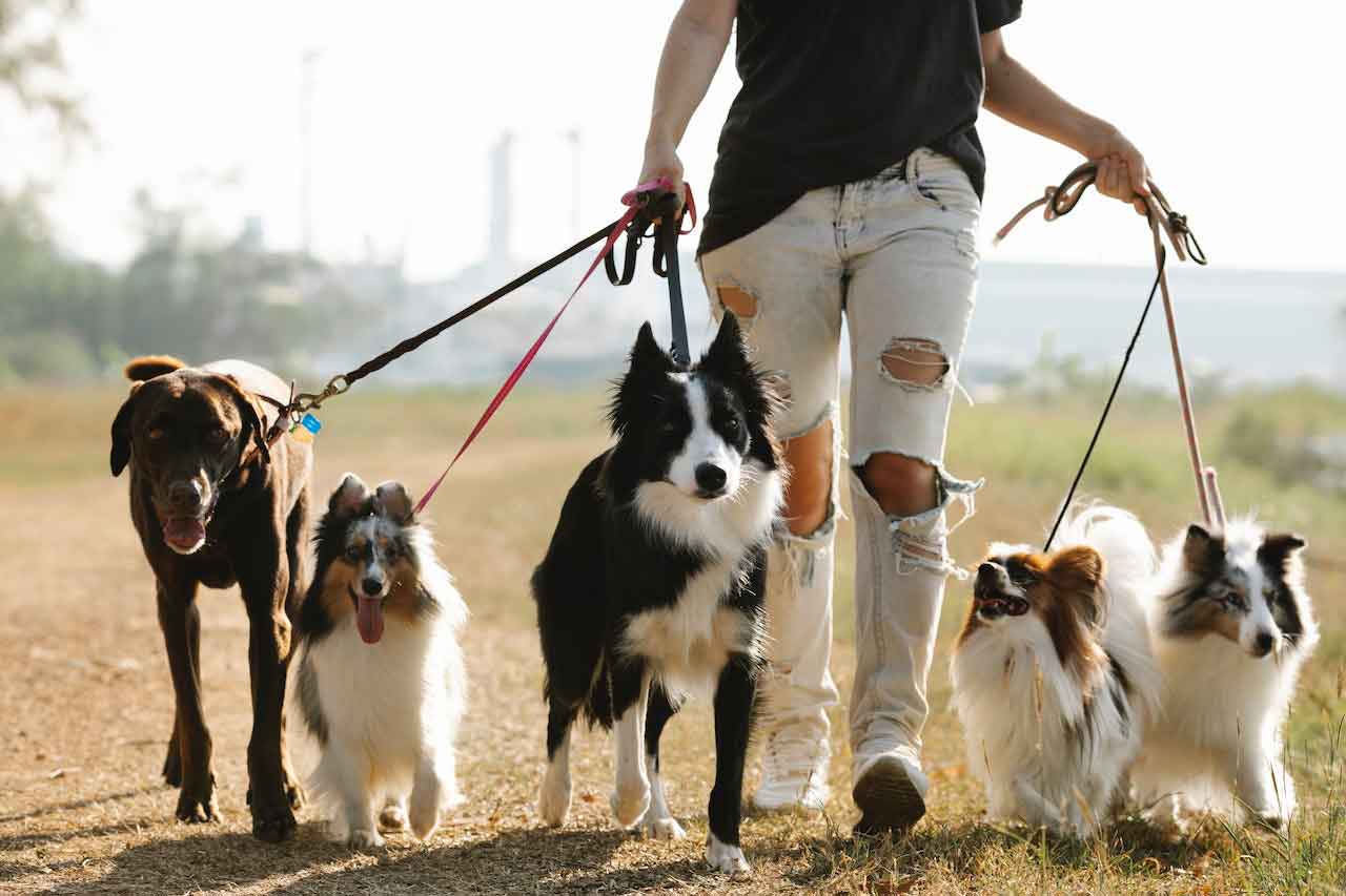 Comida-para-perros-en-Concepcion---Paseando-Perros