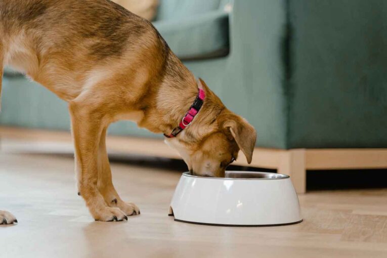 Comida-para-perros-en-Concepcion---Perro-Comiendo