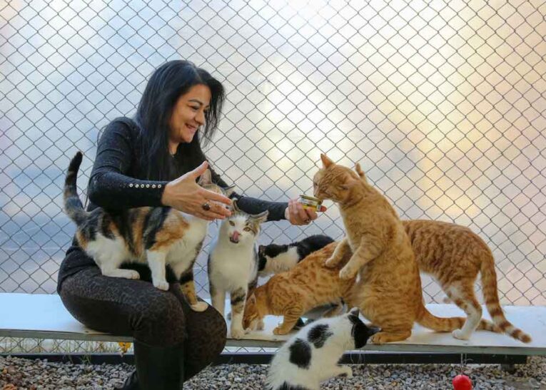 alimento-para-gatos-mama