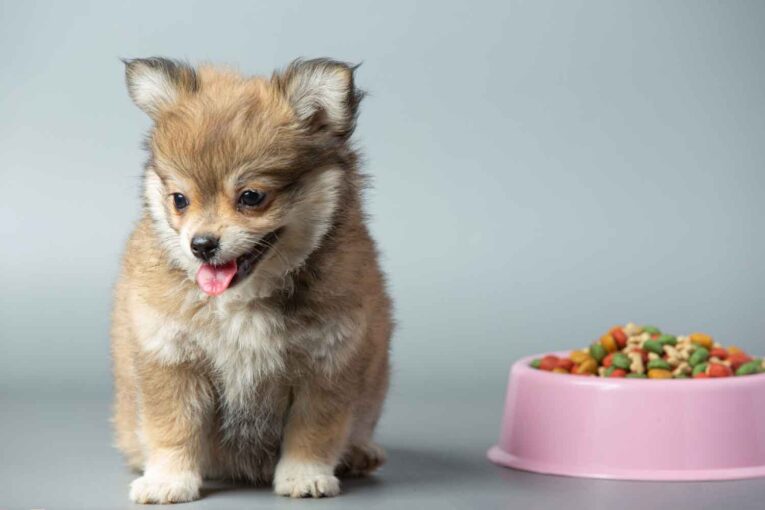 comida-para-cachorros-3