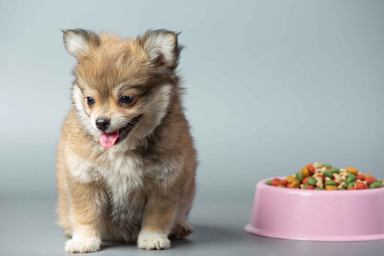 comida-para-cachorros-3